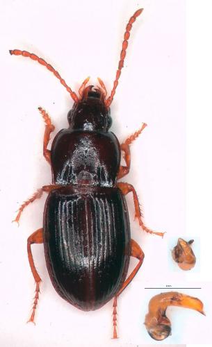 Pterostichus pumilio